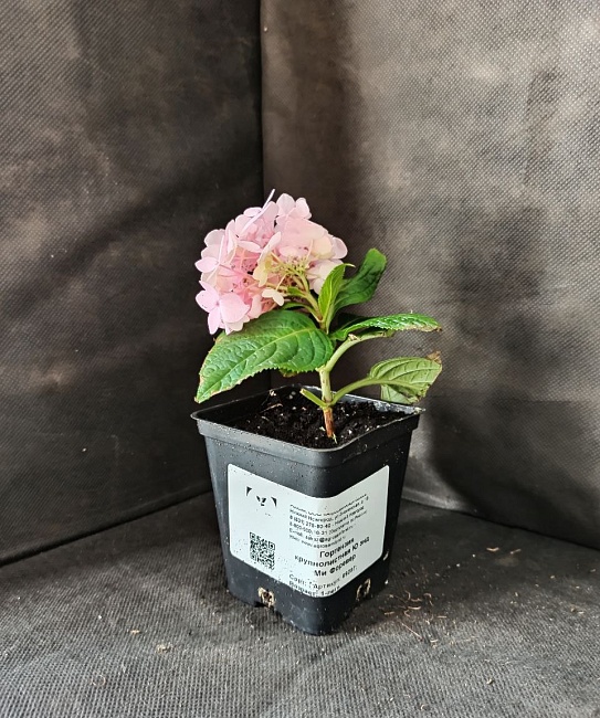 Гортензия крупнолистная Ю энд Ми Форевер ASF 1 шт Р9